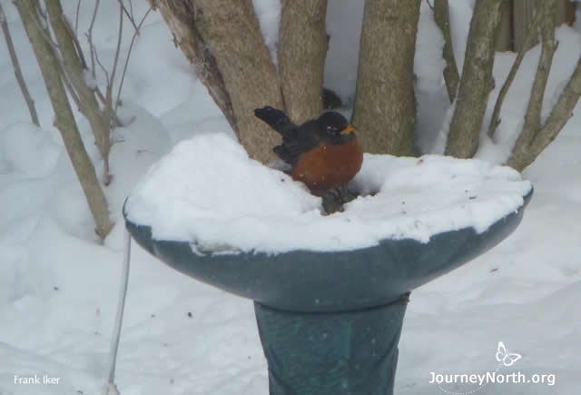 Robins need water in the winter, too. When water is frozen, thirsty birds must eat snow. You can set out a bowl of shallow water when the temperature is above 10F. When colder, the steam given off by freezing water coats feathers with ice, and the birds can't fly. Bathing is also important. Dirty feathers lose insulation, so a clean bird is a warm bird. 