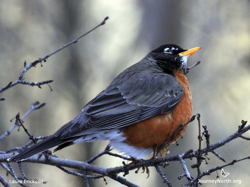 When your earthworms and backyard robins return, report to Journey North. You'll know your robin has arrived when you hear it sing.