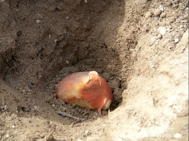 How does the inside and outside of a tulip bulbhelp it survive in the winter and grow in the spring?
