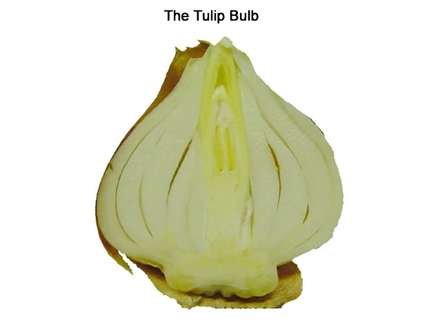 Here is a tulip bulb cut in cross section. Does yours look like this? A bulb contains everything it needs for winter survival and spring growth. As a scientist, explore your bulb and predict what its parts will become.