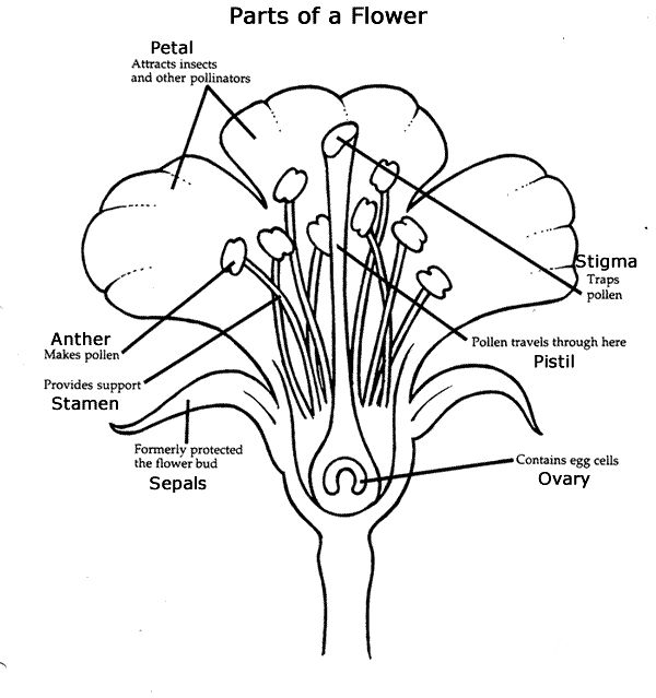 The plant you grew in your Test Garden has a flower that is a lot like the flower in this drawing. Imagine the petals red, the anthers purple and the stigma yellow and light purple. Try drawing a tulip flower and labeling each part.