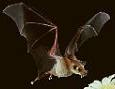 To Lesser Long Nosed Bats Page