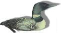 To Common Loon Page