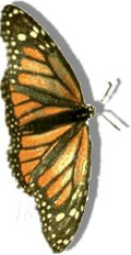 To Monarch Butterflies Page