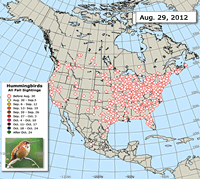 Hummingbird fall sightings