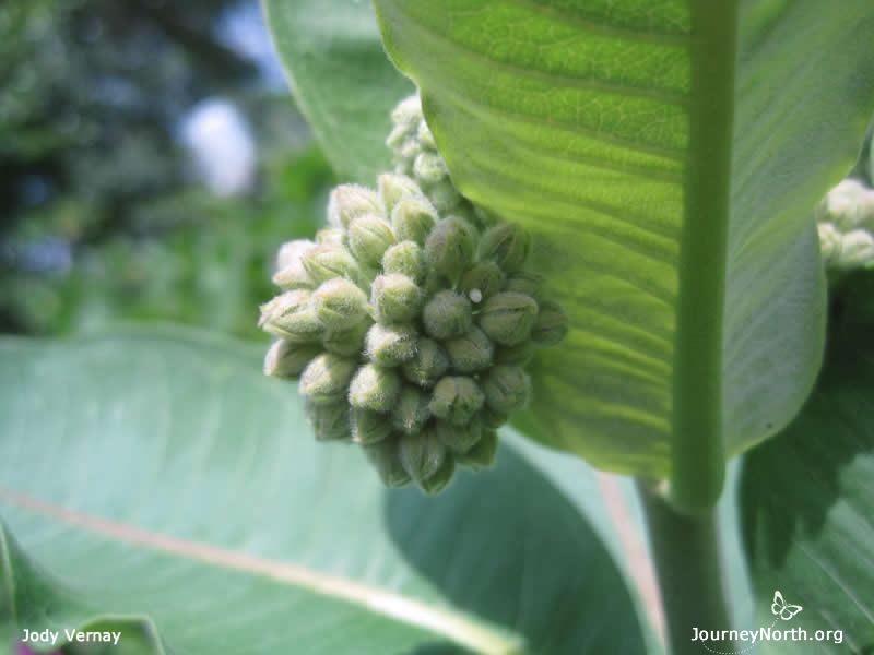 Find the monarch egg. The tiny white egg not much bigger than the head of a pin. A single monarch butterfly can lay hundreds of eggs.