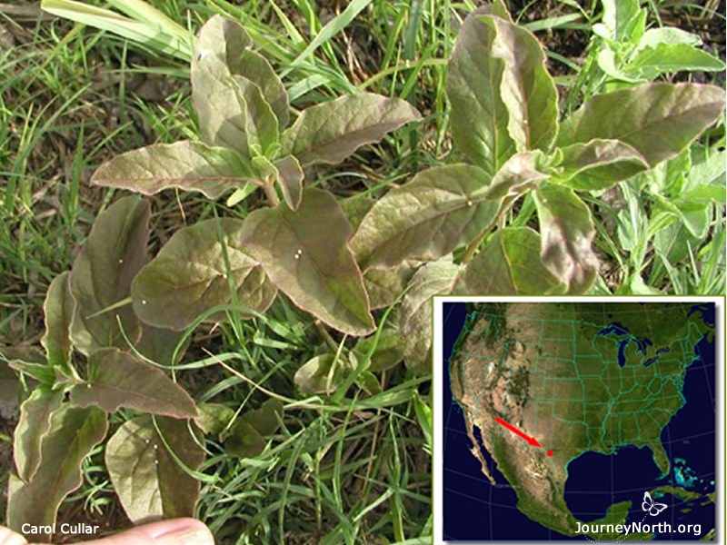 "Eggs galore!" exclaimed Carol Cullar. Her friend found 56 eggs on 5 milkweed plants in southern Texas. How many eggs can you count here?