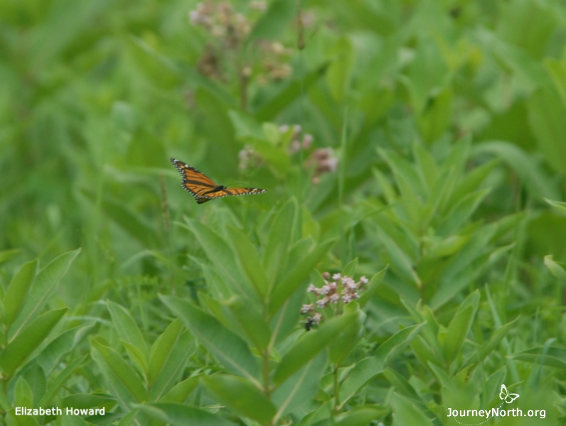 During spring migration, a female monarch leaves a trail of eggs behind her as she travels. The eggs will become adult butterflies and complete the migration later in the spring. They will be the children of the monarchs that spent the winter in Mexico. 