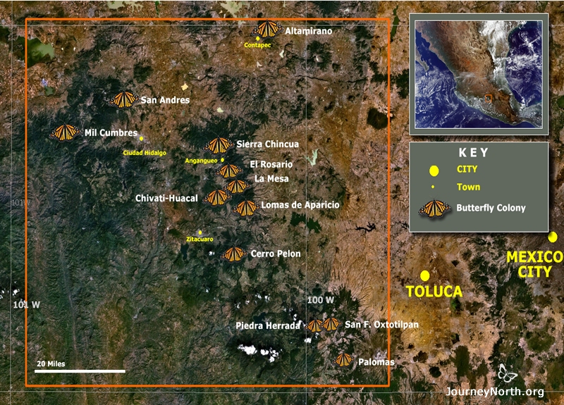 Only 12 places have the habitat the butterflies need to survive for the winter. The region is outlined with an orange rectangle on the map below. 