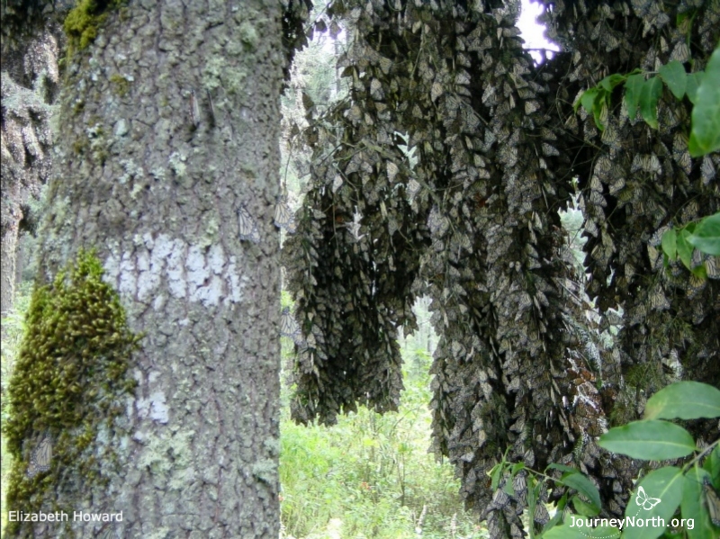 The butterflies in a colony crowd together so tightly there can be 15,000 butterflies on a single branch. 