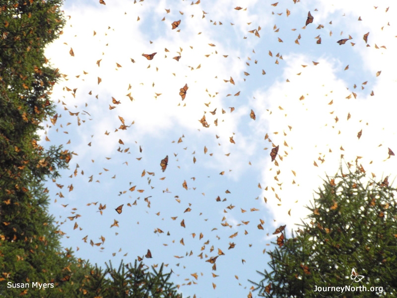 Ever since the discovery in 1975, scientists have been trying to understand the monarch's basic biological needs. They are still learning about the unique conditions, or microclimate, of the oyamel forest and why it's critical for monarch survival. 