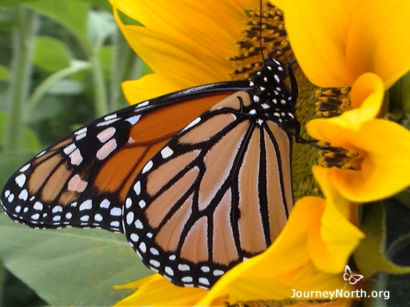 Adult monarch butterflies drink nectar from flowers. Extra food energy is stored as fat in the monarch's abdomen. Monarchs eat hungrily in the fall before—and during—their migration.