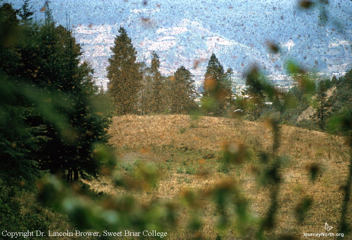 There can be 50 million monarchs sharing a single hectare. Imagine how many flowers the monarchs would need. "There are some flowers near the colonies, but nowhere near enough for all of the butterflies," says Dr. Oberhauser. This is why stored fat is essential to survival. 