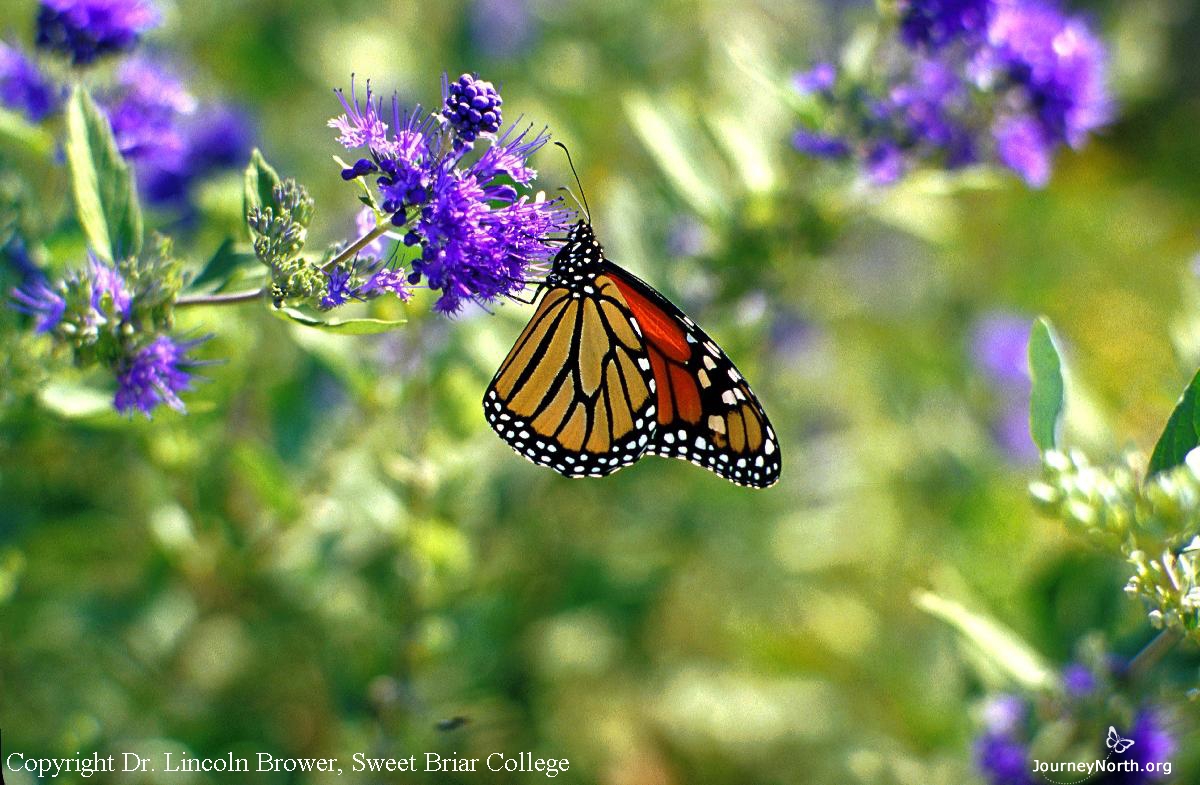 In order to survive the winter, monarchs must obtain energy from milkweed and flowers before they reach Mexico. Next they need the cool temperatures of the Mexican forest to conserve energy. Monarchs need high quality habitat in both places for winter survival.