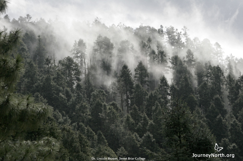 Moisture is crucial for the monarchs' overwintering success in Mexico. I hypothesize that one of the reasons the butterflies choose to overwinter where they do is because the high altitude mountains capture moisture. The pictures in this slideshow tell the story. I took this picture early in the morning, as the clouds were forming and blowing through the butterfly colony. The colony is just outside of the image, to the left.