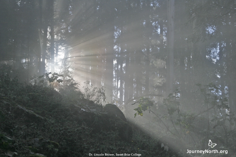 Early in the morning, the mist is engulfing the butterflies and condensing on the Oyamel fir trees.