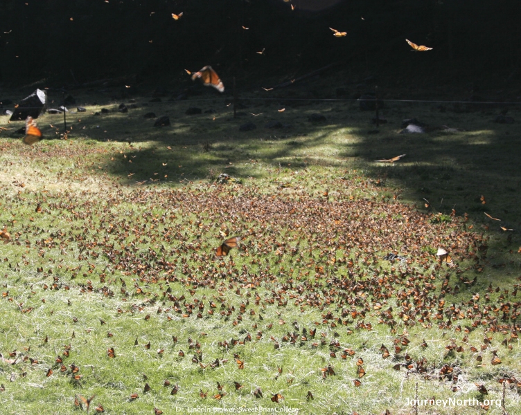 Later in the morning, in the same area, we found several thousand monarchs drinking dew. The sun's rays had fallen on the frosted ground vegetation and the frost had melted into dew. The monarchs flew out of the overwintering colony to drink the dew drops. 