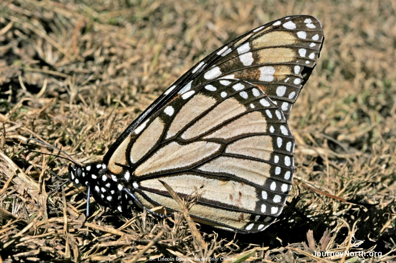 This monarch’s proboscis is in the grass, imbibing the dew.