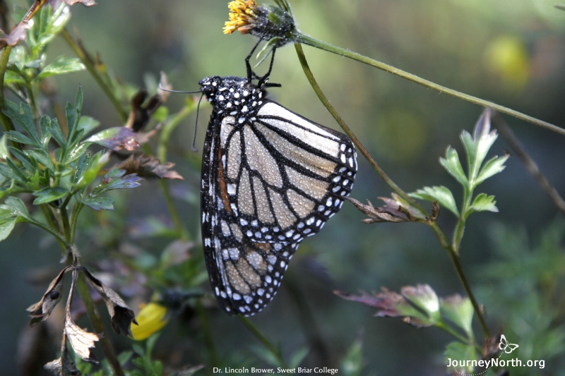 This monarch failed to fly back into the clusters before nightfall. Water droplets condensed on its wings. This is a very precarious situation. The dew can freeze when the overnight temperature drop below freezing. This often happens in open areas that are exposed to the cold, clear sky.