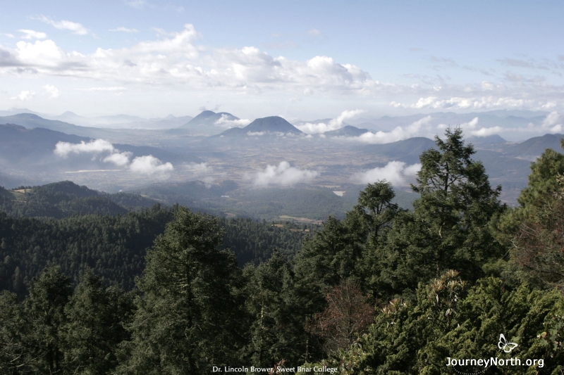 The high altitude mountains capture moisture through a process called adiabatic condensation. As moisture-laden air rises, it expands and cools, then clouds form. At the high altitudes, the moisture condenses as water droplets on the needles of the Oyamels and pines.