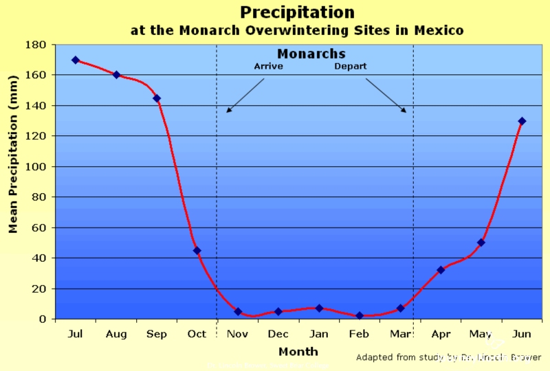 Mexico's dry season begins when the monarchs arrive in November and lasts until they leave in March. The air becomes increasingly dry as the months go by, drying out the forest and the butterflies. Even dew becomes scarce.