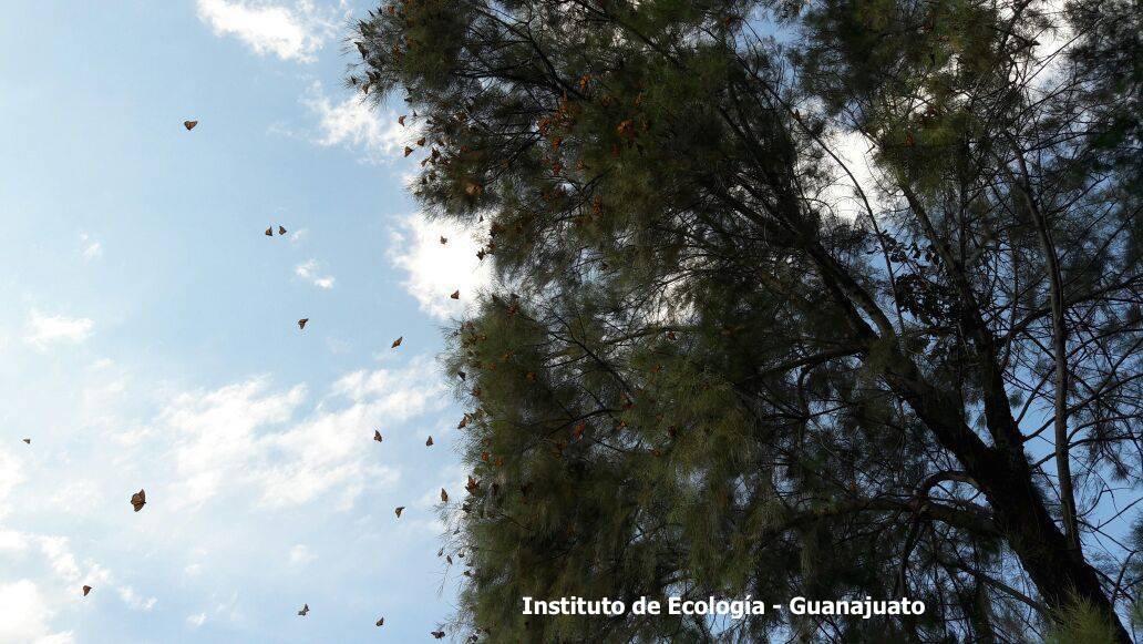 Roosting monarch butterflies resting in Guanajuato