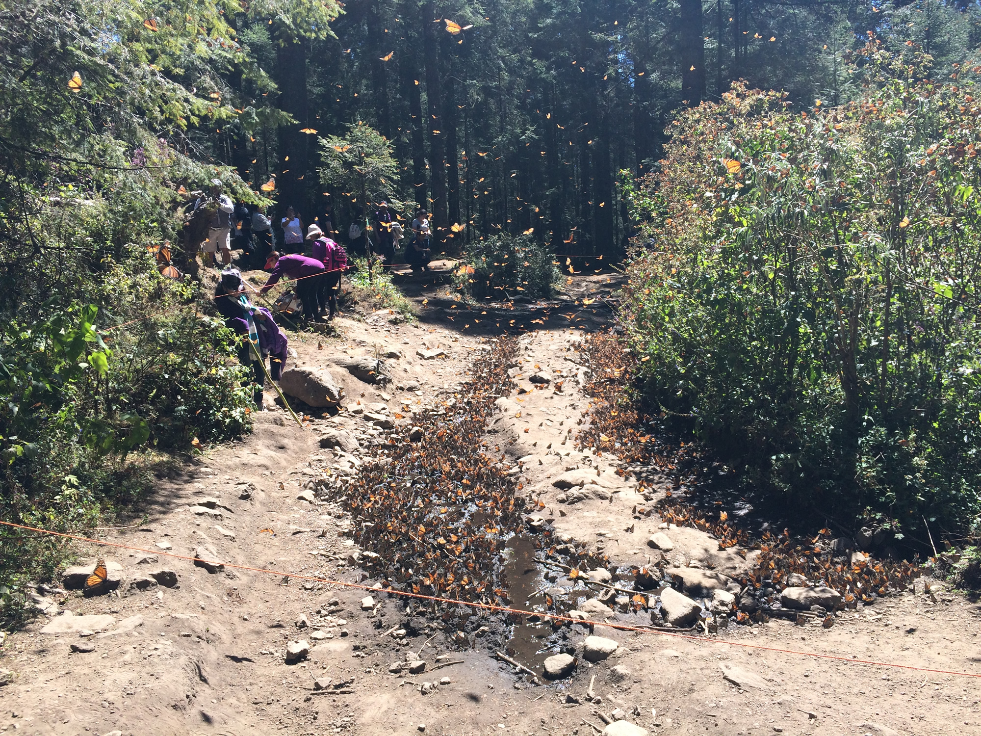 Image of monarch butterflies drinking water at sanctuary in Mexico