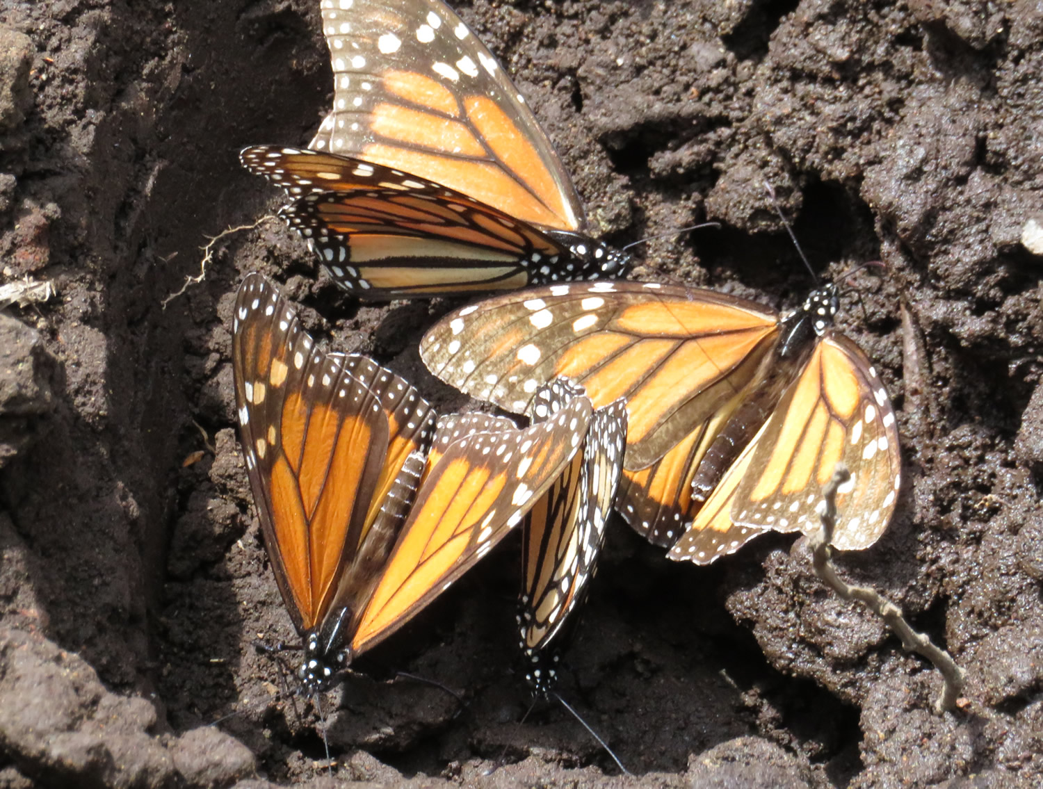 Monarch Butterflies drinking from a puddle