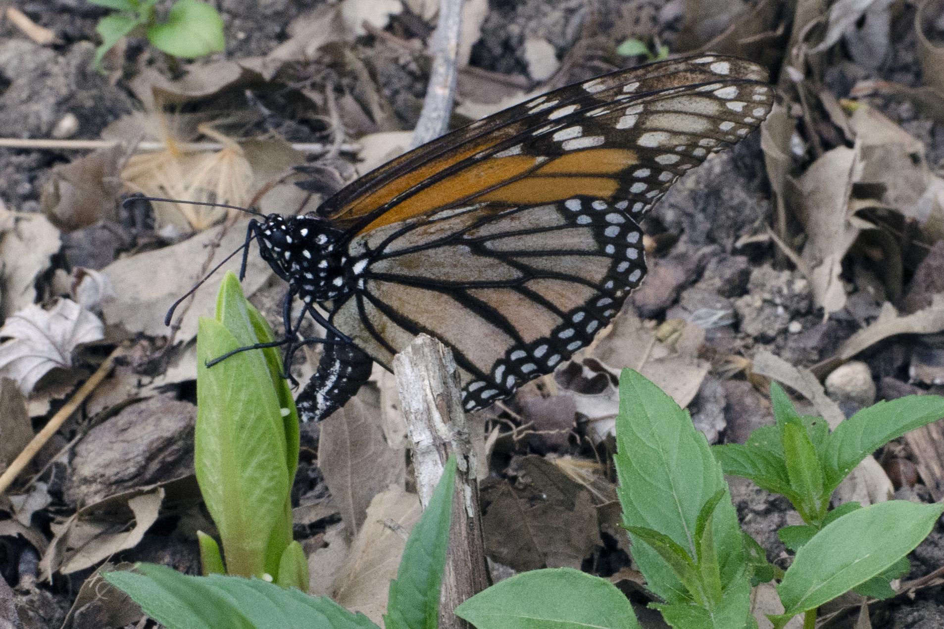 Image of monarch butterfly laying eggs on tiny, newly emerged milkweed.