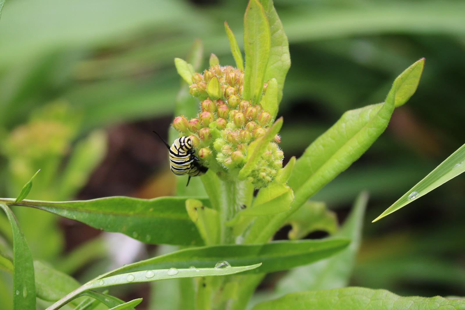 Larvae on milkweed flower buds