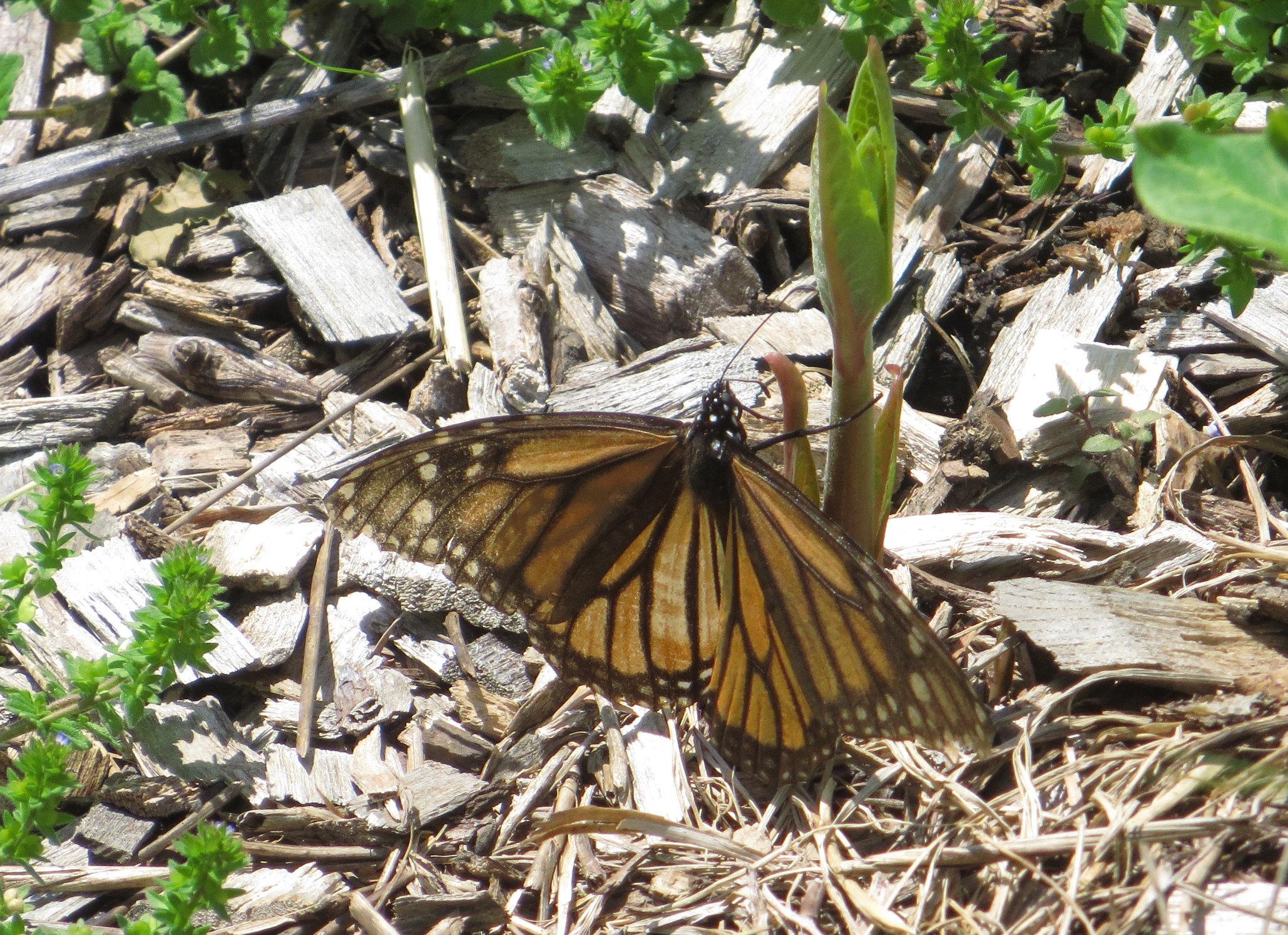 Female monarch with faded wings