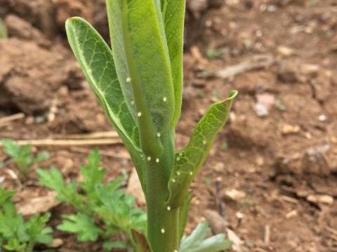 Image of monarch butterfly laying eggs on tiny, newly emerged milkweed.