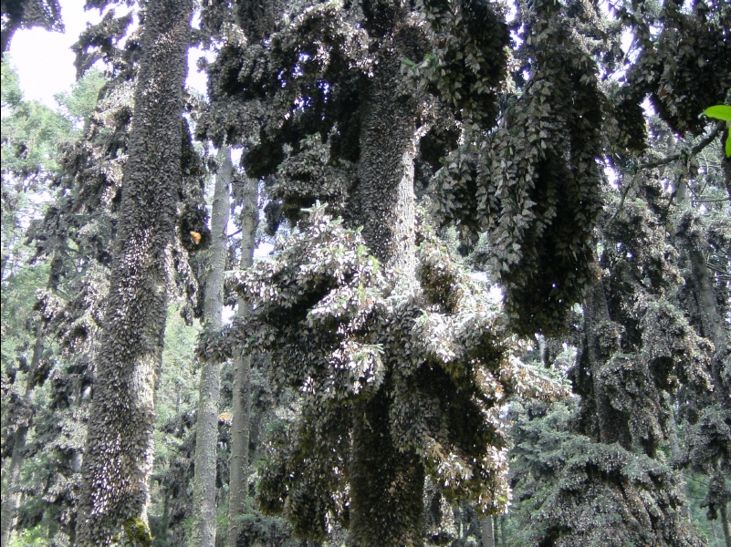 Picture of monarch butterflies roosting in trees in Mexico monarch sanctuary