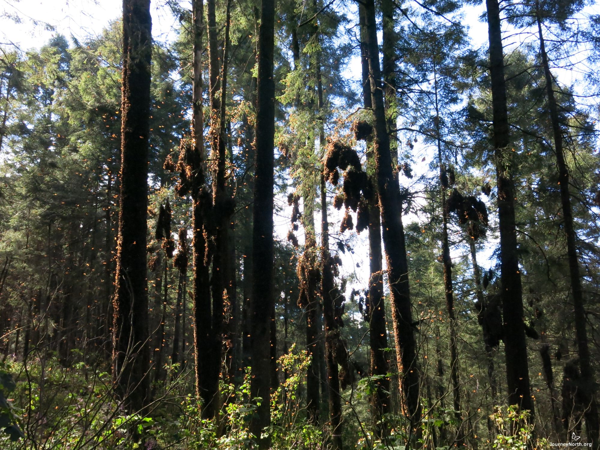 Picture of monarch Butterflies at Sierra Chincua Sanctuary in Mexico.