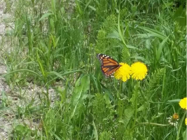 1st monarch butterfly for Vermont in spring migration 2017