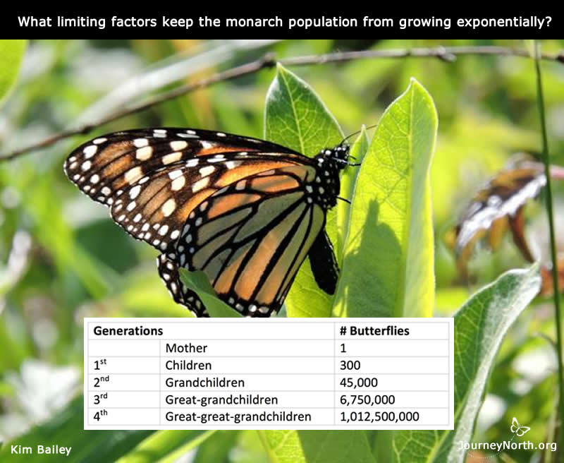 Graph Showing How Many Eggs a Monarch Butterfly Can Lay