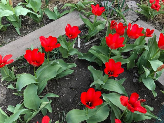 TulipTest Garden in bloom