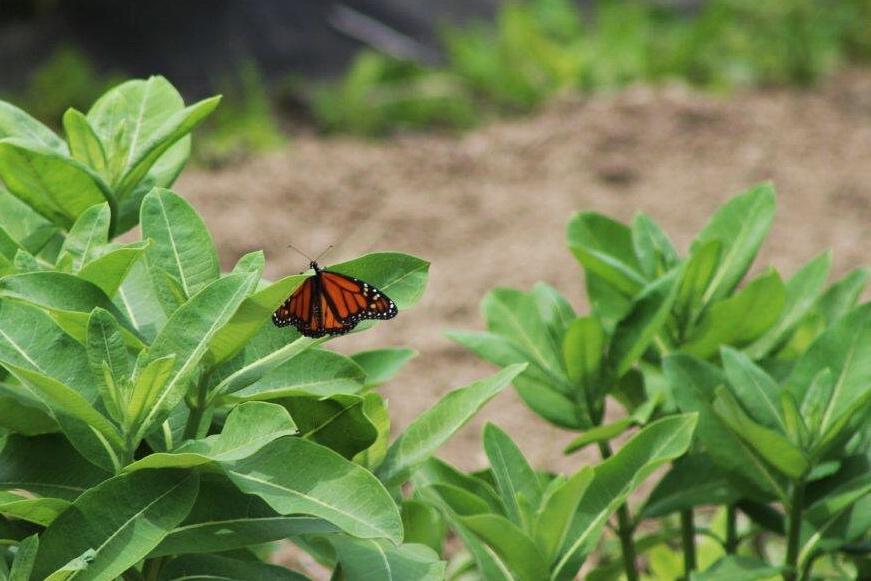 Image of Monarch Butterfly Laying Eggs on Milkweed