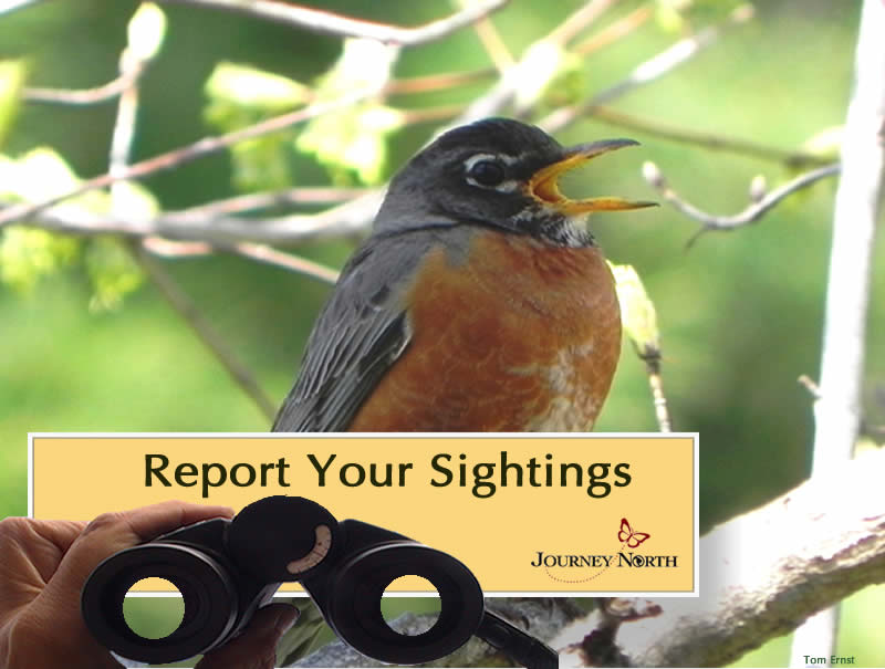 Image of robin and text report your sightings