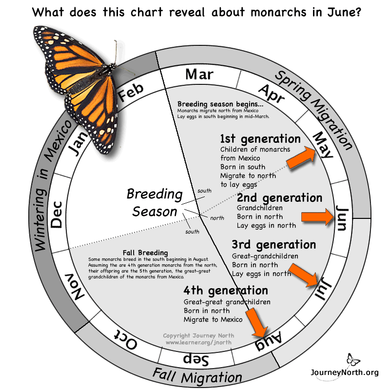 Monarch Butterfly Annual Cycle
