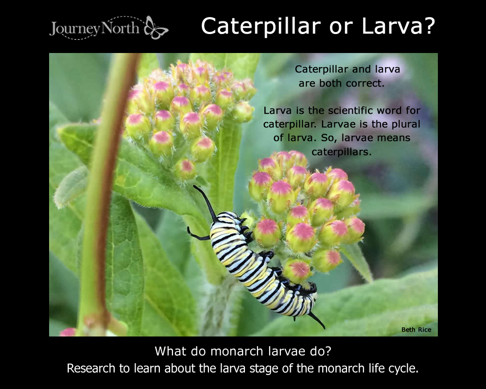 Journal: Monarch Butterfly Larva