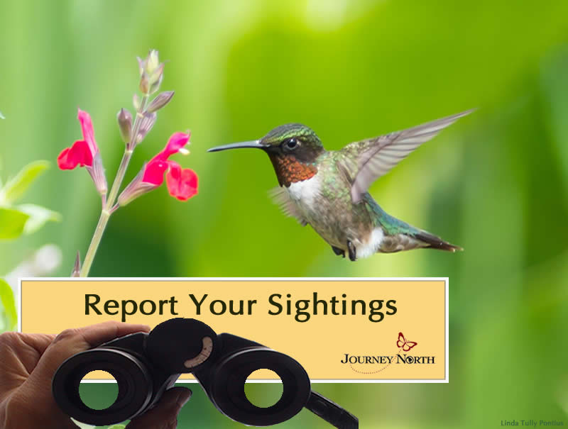 Image of hummingbird and text saying to report your sightings