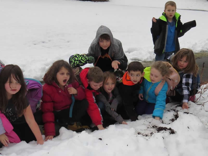 Photo of snow in the garden and students searching for tulips