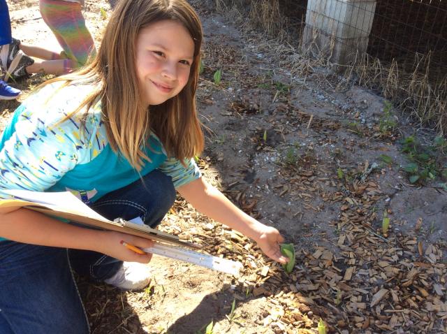 Photo of student checking for rabbit damage on tulips