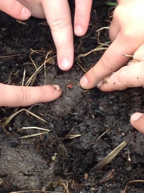 Photo of the first sight of tulips emerging