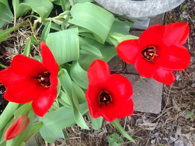 Photograph of blooming tulips.