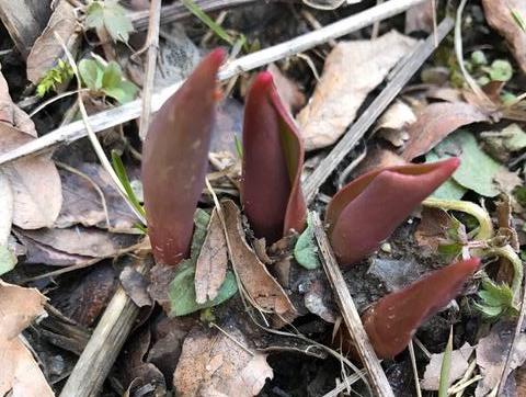 Photograph of emerging tulips.