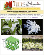 Images of ice and plant leaf structure