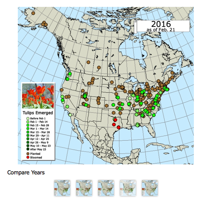 Maps of tulip gardens by year.