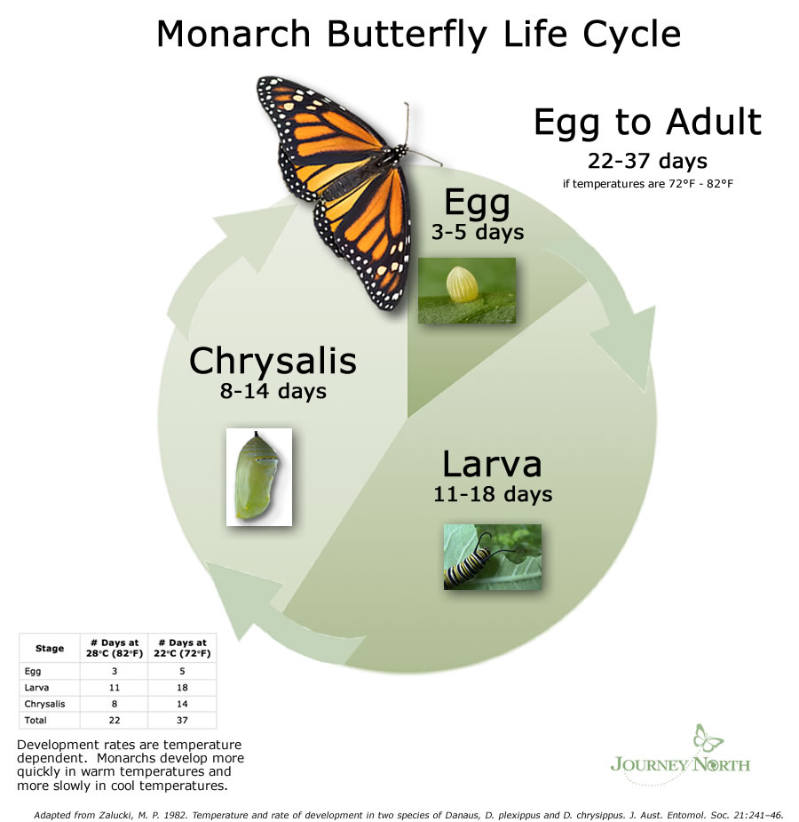 Monarchs In Eastern Iowa Links